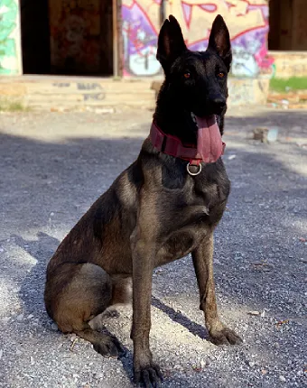 LOBO K9 SAR