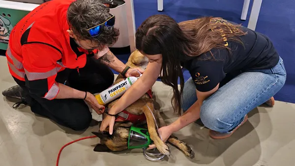 Expomascotas 2025. LOBO K9 SAR