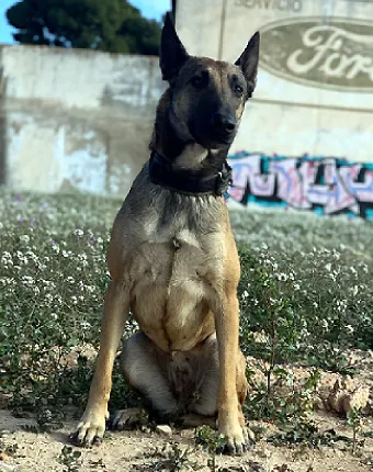 LOBO K9 SAR
